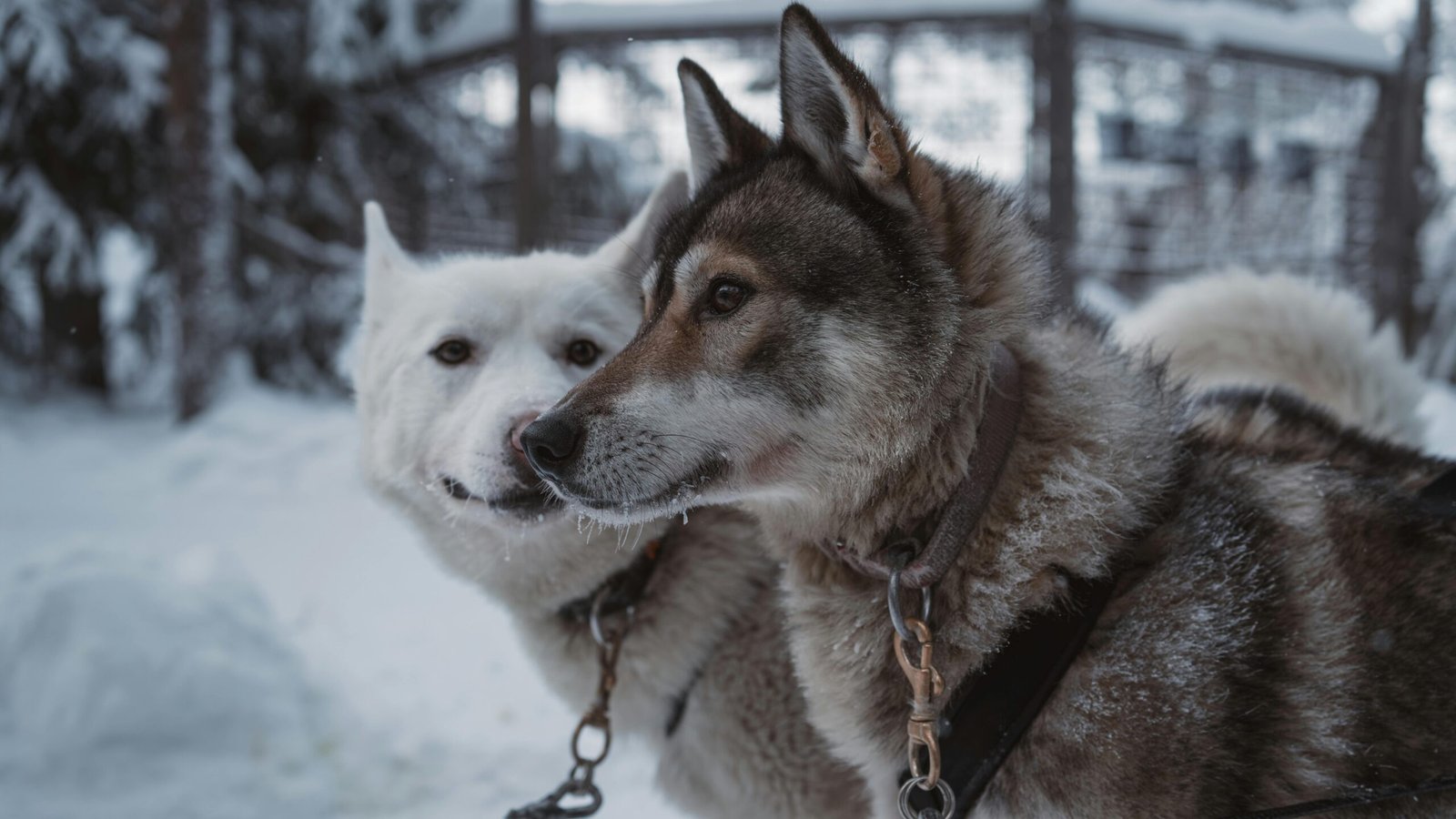 Lapland’s huskies — fluffy hearts of the Arctic. (Photo by Ahmet Yüksek)