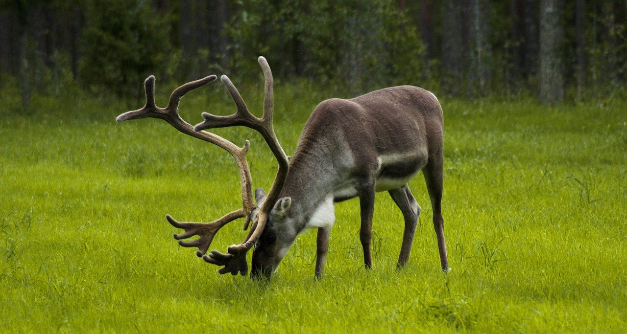 finland, reindeer, graze, cervid, drink, finland, reindeer, reindeer, reindeer, reindeer, reindeer